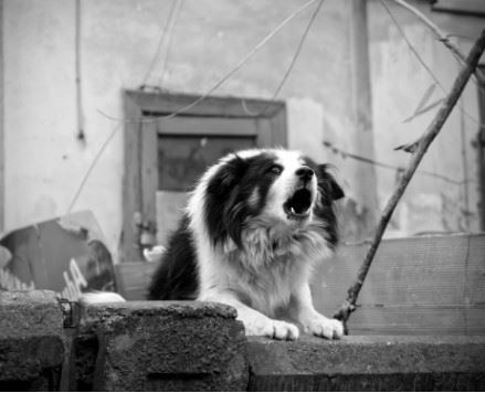 aggressive dog barking over wall