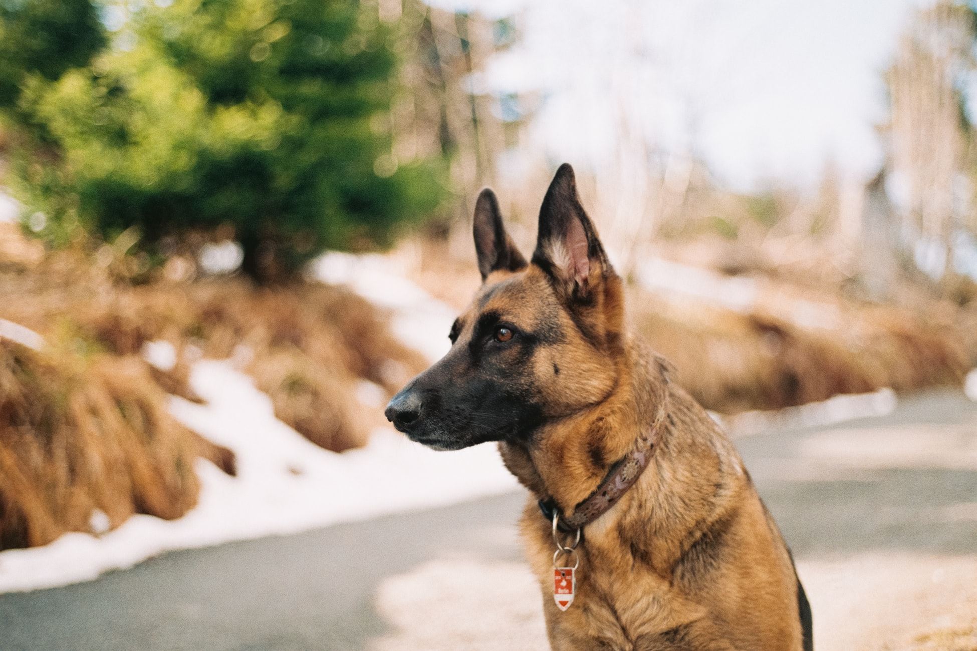 What Happens After a Dog Bite Is Reported? | Murray & Murray What Happens After a Dog Bite Is Reported? | Murray & Murray