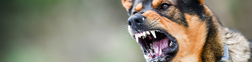 Dog Bites