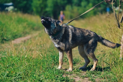 dog on leash snarling at person